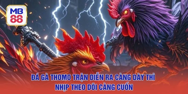 Đá gà Thomo trận diễn ra càng dày thì nhịp theo dõi càng cuốn