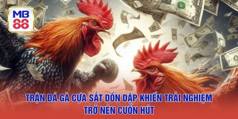 Trận đá gà cựa sắt dồn dập khiến trải nghiệm trở nên cuốn hút